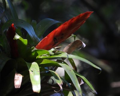Tillandsia multicaulis, photographed by Grete Pasch