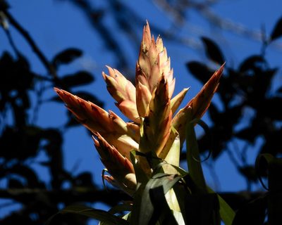 Tillandsia ponderosa, photographed by Grete Pasch