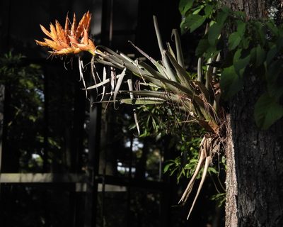 Tillandsia ponderosa, photographed by Grete Pasch