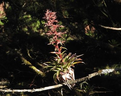 Tillandsia guatemalensis, photographed by Grete Pasch
