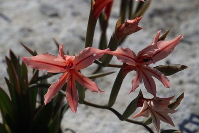 Gladiolus miniatus, photographed by Tony Rebelo