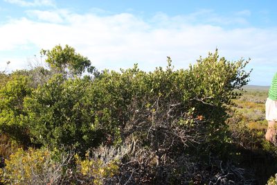 Robsonodendron maritimum, photographed by Tony Rebelo