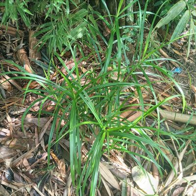 Scleria terrestris, photographed by Beah Vega