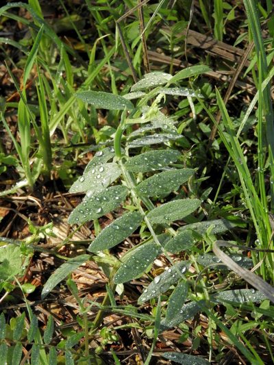 Lathyrus jepsonii, photographed by Mary K. Hanson