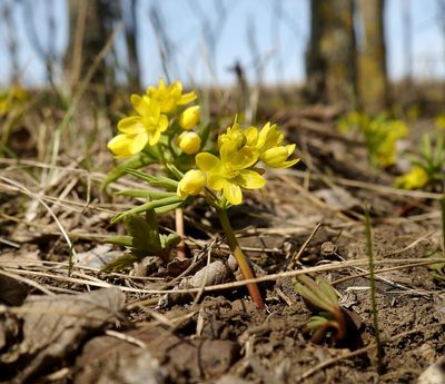 Gymnospermium odessanum, photographed by Roman