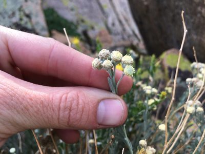 Artemisia albicans, photographed by Martin Purdy