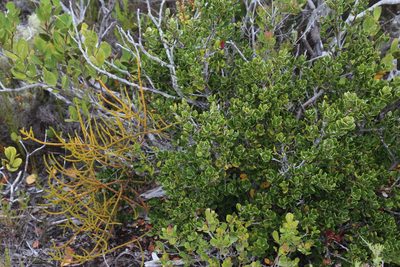 Robsonodendron maritimum, photographed by Tony Rebelo