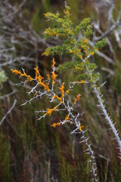 Asparagus mariae, photographed by Tony Rebelo