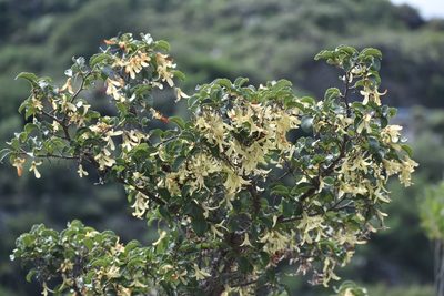 Ruprechtia apetala, photographed by Juan Alberto Ruiz