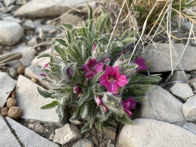 Stenandrium barbatum, photographed by Matt Berger