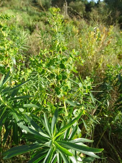 Euphorbia lucida, photographed by Grzegorz Grzejszczak