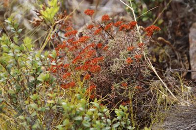 Crassula pruinosa, photographed by Tony Rebelo