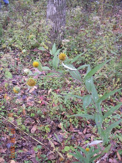 Helianthus eggertii, photographed by Tom Gulya