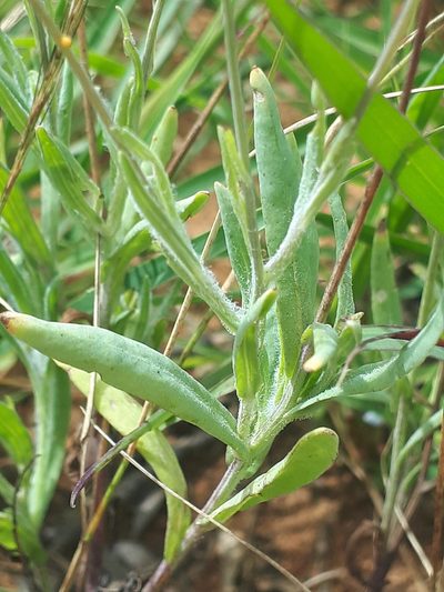 Emilia transvaalensis, photographed by Manuel R Popp