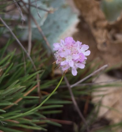 Armeria welwitschii, photographed by Don Loarie