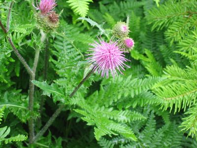 Cirsium remotifolium, photographed by Jim Dreier