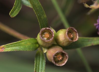 Osbeckia chinensis, photographed by portioid
