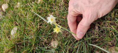 Narcissus dubius, photographed by Samuel GUIRAUDOU