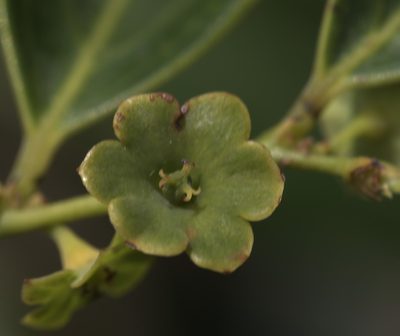Breynia fruticosa, photographed by portioid