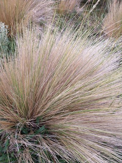 Festuca gracillima, photographed by Pablo