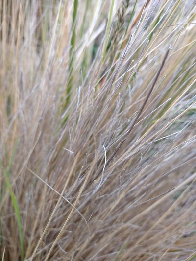 Festuca gracillima, photographed by Pablo