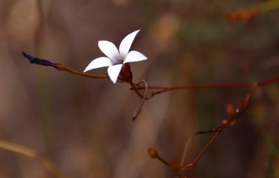 Prismatocarpus fruticosus, photographed by Tony Rebelo