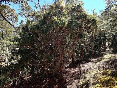 Dracophyllum traversii, photographed by Duncan Cunningham