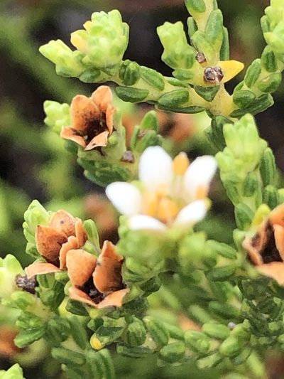 Diosma demissa, photographed by Sean Privett