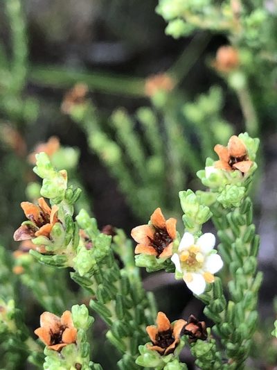 Diosma demissa, photographed by Sean Privett