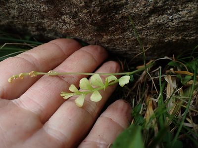 Botrychium ascendens, photographed by Martin Purdy