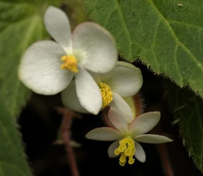 Begonia wallichiana, photographed by portioid