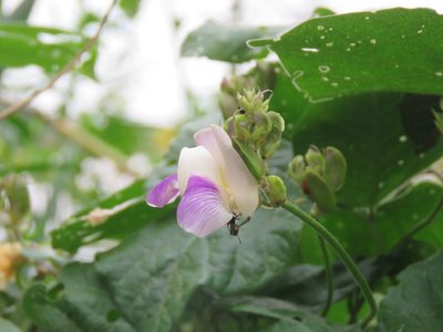 Leptospron adenanthum, photographed by Gonzalo Roget