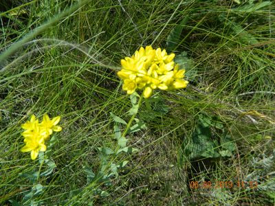 Haplophyllum suaveolens, photographed by Galyna Mykytynets