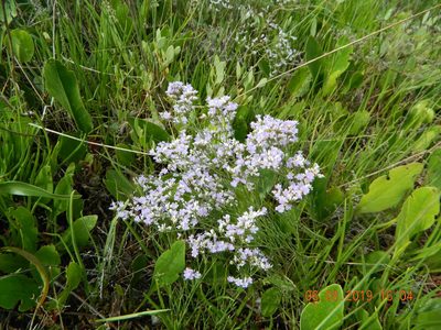 Limonium caspium, photographed by Galyna Mykytynets