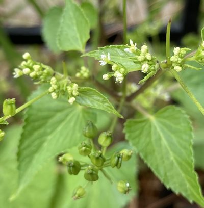 Spananthe paniculata, photographed by Andrew J. Crawford