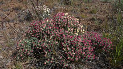 Eriogonum thymoides, photographed by Tuoichen