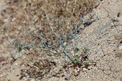 Eriogonum cithariforme, photographed by Steve Matson