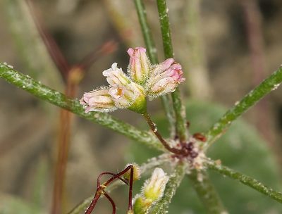 Eriogonum ordii, photographed by Steve Matson