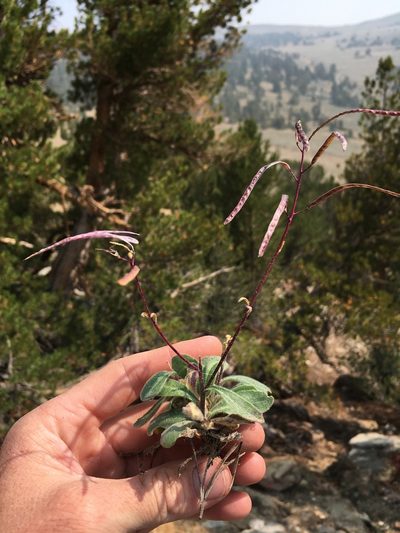Yosemitea repanda, photographed by Martin Purdy