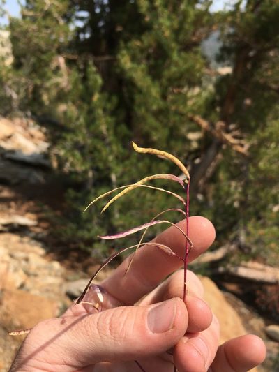 Yosemitea repanda, photographed by Martin Purdy