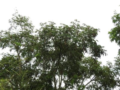 Pseudalbizzia inundata, photographed by Eduardo Luis Beltrocco