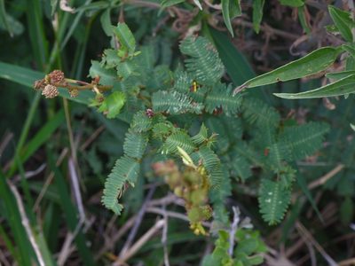 Mimosa tweedieana, photographed by Eduardo Luis Beltrocco