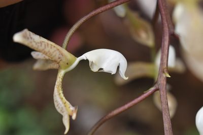 Gongora truncata, photographed by Neptalí Ramírez Marcial