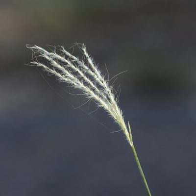 Bothriochloa decipiens, photographed by Kym Nicolson