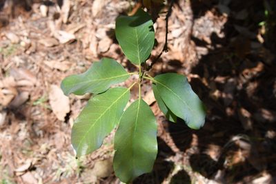 Quercus polymorpha, photographed by Neptalí Ramírez Marcial