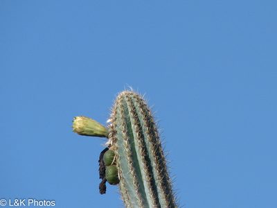 Pilosocereus armatus, photographed by lallen