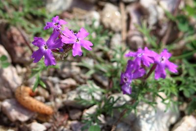 Verbena tenera, photographed by Lauren McLaurin