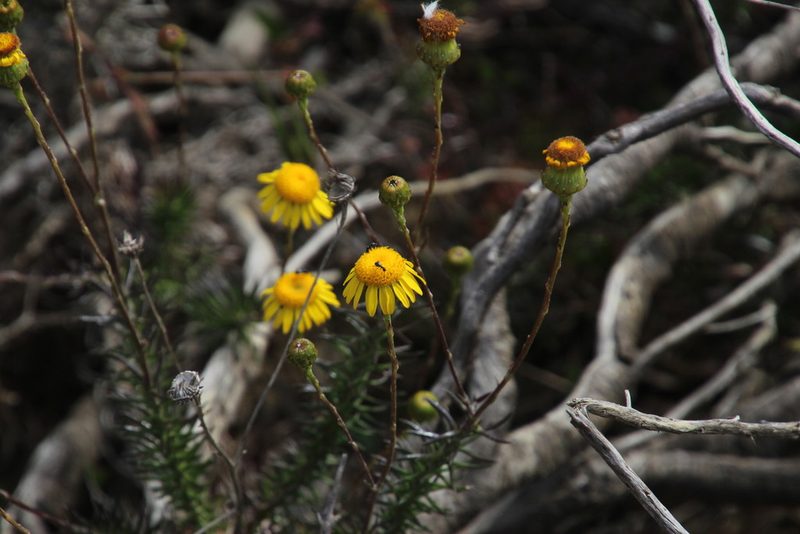 Senecio pillansii, photographed by Tony Rebelo
