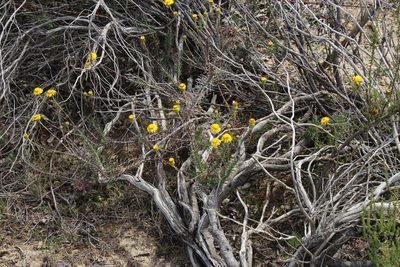 Senecio pillansii, photographed by Tony Rebelo