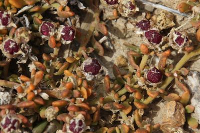 Mesembryanthemum paulum, photographed by Tony Rebelo